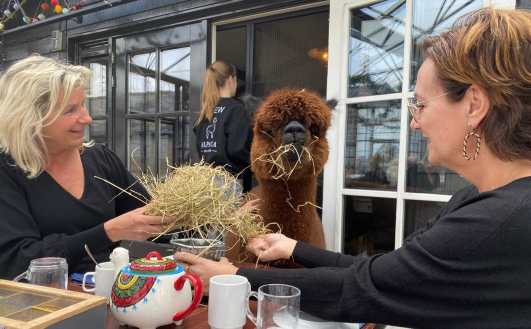 2025-02-15 High tea met Alpaca's